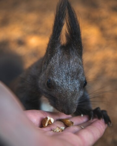 can rabbits eat pretzels