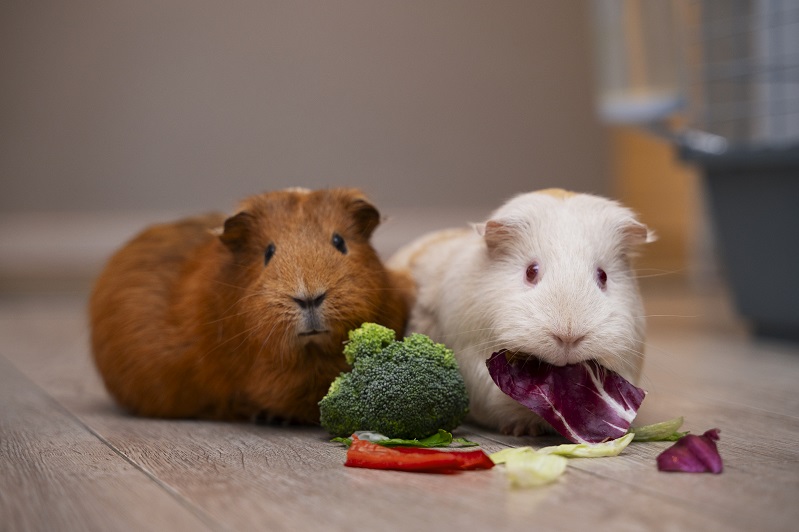 Can guinea pigs eat purple cabbage sale