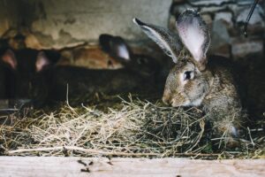 Do Wild Rabbits and Rats Coexist