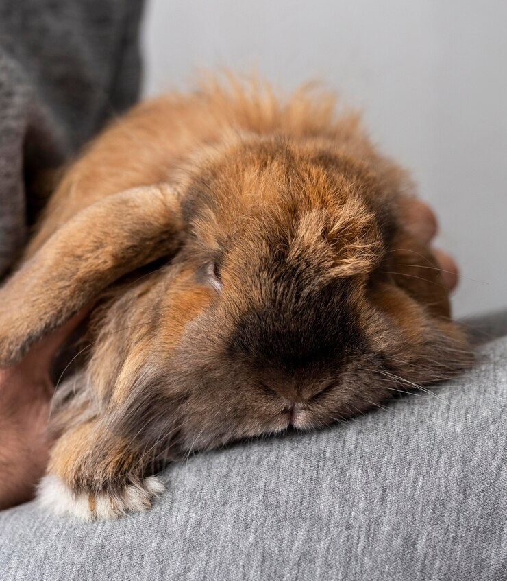 how to put a rabbit to sleep at home