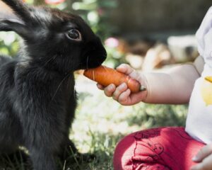 Can Rabbits Eat Corn Leaves