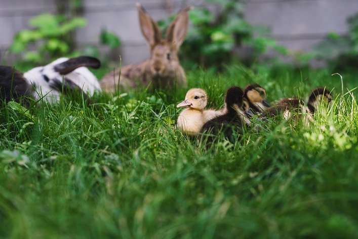 can rabbits and ducks live together