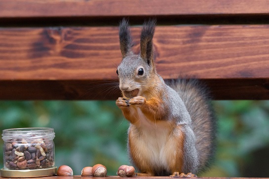 can rabbits eat pecans